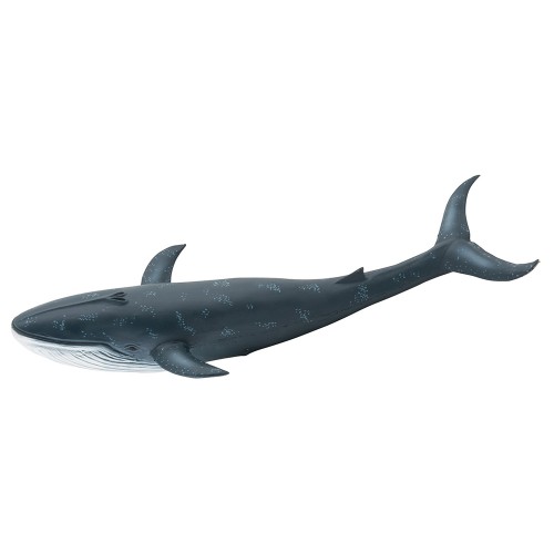 Grande baleine Aujourd'hui c'est mercredi
