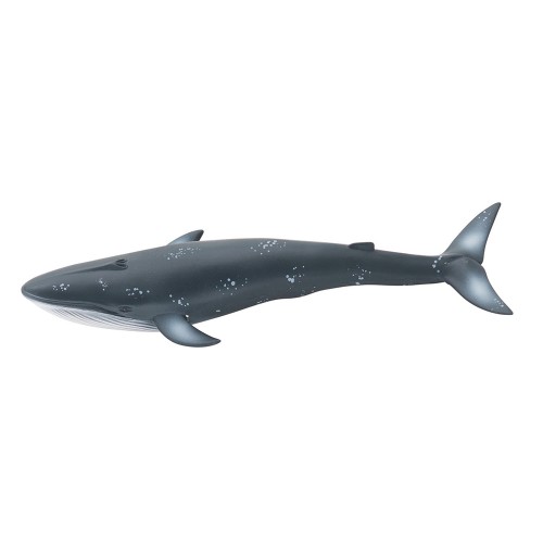 Petite baleine Aujourd'hui c'est mercredi